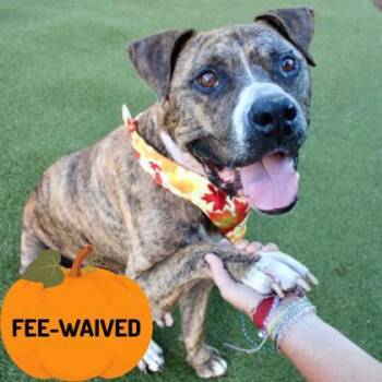 Rescue Mixed Breed Dogs for Adoption in Largo, Florida - Zeus | PetCurious