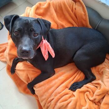 Lola -  Black Labrador Retriever Dog for Adoption in Palm Harbor, Florida - Lola | PetCurious