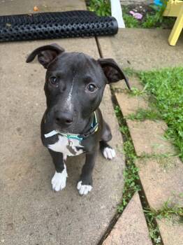 Sophie -  Mixed Breed Dog for Adoption - Sophie | PetCurious