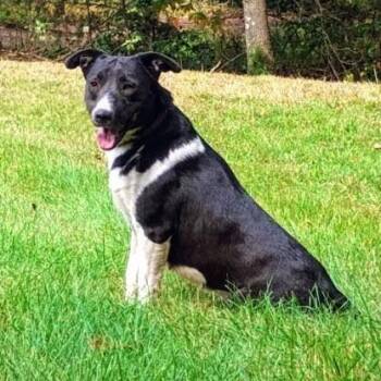 Sophie -  Collie and Mixed Breed Dog for Adoption in Flintstone, Maryland - Sophie | PetCurious