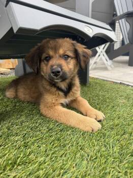 Toto -  Shepherd and Mixed Breed Dog for Adoption in Denver, Colorado - Toto | PetCurious
