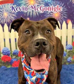 Kevin McGonigle -  Mixed Breed Dog for Adoption in Flint, Michigan - Kevin McGonigle | PetCurious