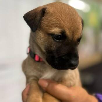 Florence -  German Shepherd Dog Dog for Adoption in Tampa, Florida - Florence | PetCurious