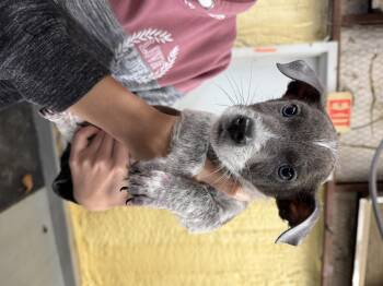 Rescue Mixed Breed Dogs for Adoption in Hughesville, Maryland - Sam | PetCurious