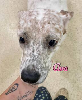 Ava -  Australian Cattle Dog Blue Heeler Dog for Adoption in Muncie, Indiana - Ava | PetCurious