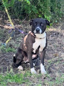 Pit Bull Terrier Dogs Available for Adoption in Woodland, California - DEMON | PetCurious