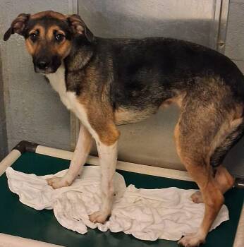 Rescue Mixed Breed Dogs for Adoption in Stuart, Virginia - Sasha | PetCurious