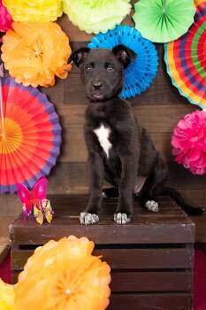 811-26 -  German Shepherd Dog Dog for Adoption in Brighton, Colorado - 811-26 | PetCurious