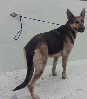 Rescue German Shepherd Dog and Mixed Breed Dogs for Adoption in Houston, Texas - DIXIE | PetCurious