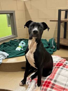Rescue Mixed Breed Dogs for Adoption in Knoxville, Tennessee - Owen | PetCurious