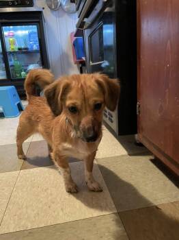 Dachshund Dogs Available for Adoption - Maggie | PetCurious