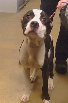 FENDII IRVINS -  Staffordshire Bull Terrier and Pit Bull Terrier Dog for Adoption in Sacramento, California - FENDII IRVINS | PetCurious