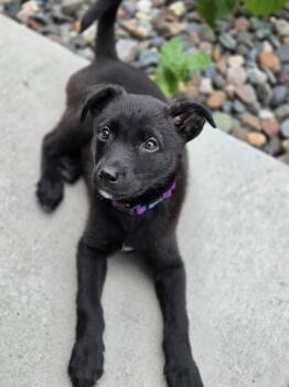 Raven -  Labrador Retriever Dog for Adoption in Brooklyn Center, Minnesota - Raven | PetCurious