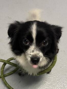 Pen 228 -  Terrier Dog for Adoption in Lawrenceville, Georgia - Pen 228 | PetCurious