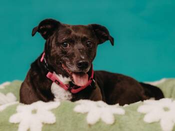 American Staffordshire Terrier Dogs Available for Adoption - Sweet Pea | PetCurious