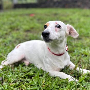 Rescue Jack Russell Terrier Dogs for Adoption in Keaau, Hawaii - Felix | PetCurious
