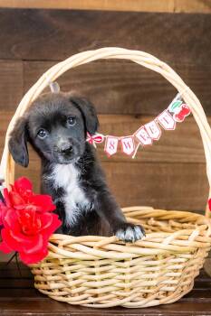 485-26 -  Australian Cattle Dog Blue Heeler Dog for Adoption in Brighton, Colorado - 485-26 | PetCurious