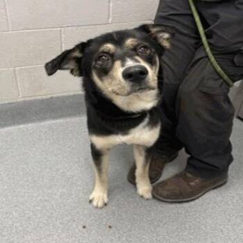 Smart Fellar -  German Shepherd Dog Dog for Adoption in Indianapolis, Indiana - Smart Fellar | PetCurious