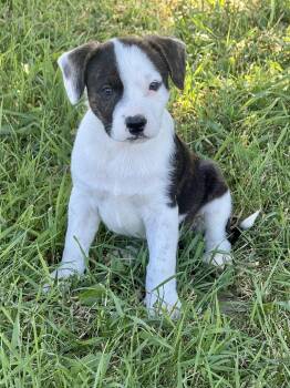 Della -  American Staffordshire Terrier and Corgi Dog Available for Adoption in Iron Ridge, Wisconsin - Della | PetCurious