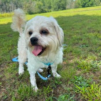 Larry -  Mixed Breed Dog for Adoption in Fredericksburg, Virginia - Larry | PetCurious