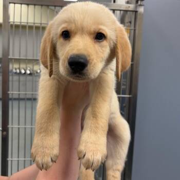 German Shepherd Dog Dogs Available for Adoption - Cowboy | PetCurious