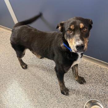 Shepherd and Mixed Breed Dogs Available for Adoption - Hercules | PetCurious