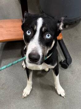 Siberian Husky and Mixed Breed Dogs Available for Adoption - PERLA | PetCurious