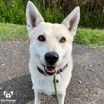 Shadow -  Husky and Great Pyrenees Dog for Adoption in Mt. Juliet, Tennessee - Shadow | PetCurious