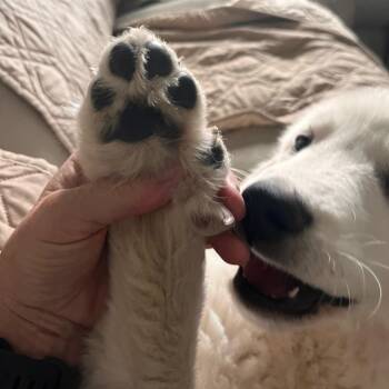 Sparrow -  Great Pyrenees Dog for Adoption in Lenexa, Kansas - Sparrow | PetCurious