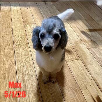 Poodle Dogs Available for Adoption in Berlin, Maryland - Max | PetCurious