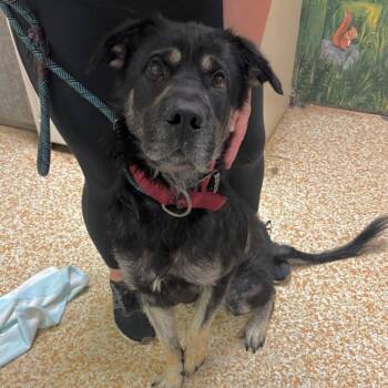 Grimace -  Shepherd Dog for Adoption in Chehalis, Washington - Grimace | PetCurious