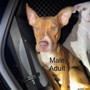 Rescue Pit Bull Terrier Dogs for Adoption in West Plains, Missouri - 25-001483B | PetCurious