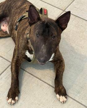 Bull Terrier Dogs Available for Adoption in New York, New York - 26-032 Ed | PetCurious