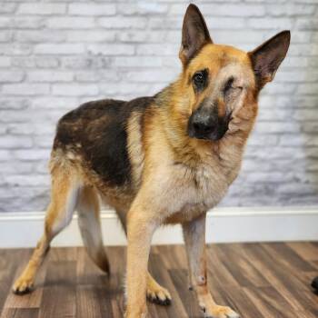 Mike -  German Shepherd Dog and Mixed Breed Dog for Adoption in Montgomery, Alabama - Mike | PetCurious