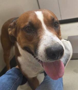Rescue Collie and Hound Dogs for Adoption in Sudbury, Massachusetts - Louise | PetCurious