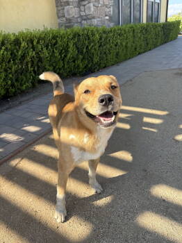 Rescue Shepherd Dogs for Adoption in Fullerton, California - Carl | PetCurious