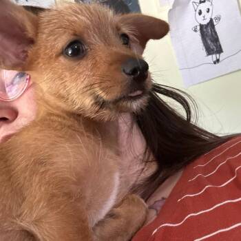 Charlie -  Yorkshire Terrier and Dachshund Dog for Adoption in San Antonio, Texas - Charlie | PetCurious