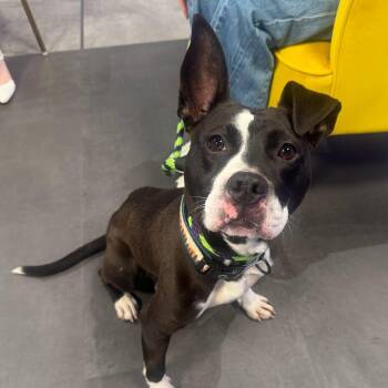 Anita -  Mixed Breed Dog for Adoption in Philadelphia, Pennsylvania - Anita | PetCurious