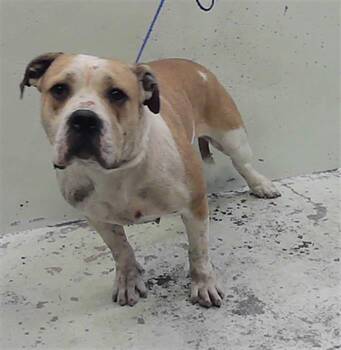 Staffordshire Bull Terrier and Mixed Breed Dogs Available for Adoption - INDIGO | PetCurious