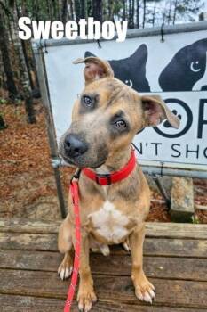 Sweet Boy -  Mixed Breed Dog Available for Adoption in Douglasville, Georgia - Sweet Boy | PetCurious