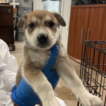 Shepherd Dogs Available for Adoption in Edinburg, Texas - RJ | PetCurious