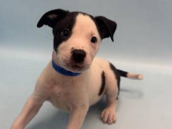 Melon -  Pit Bull Terrier and Mixed Breed Dog for Adoption in Golden Valley, Minnesota - Melon | PetCurious