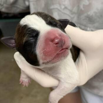 Zeppo -  Australian Cattle Dog Blue Heeler and Terrier Dog for Adoption in Hattiesburg, Mississippi - Zeppo | PetCurious