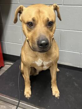 Pit Bull Terrier Dogs Available for Adoption in Trenton, New Jersey - Boots | PetCurious