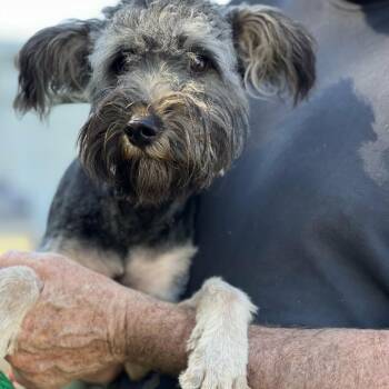 Astro -  Tibetan Terrier and Miniature Poodle Dog for Adoption in Smithfield, North Carolina - Astro | PetCurious