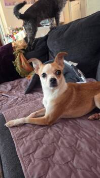 Chihuahua Dogs Available for Adoption in Indianapolis, Indiana - Taffy | PetCurious