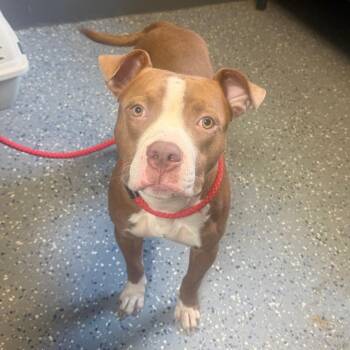 TUSC-Stray-85320 -  Pit Bull Terrier and Mixed Breed Dog for Adoption in Tuscaloosa, Alabama - TUSC-Stray-85320 | PetCurious