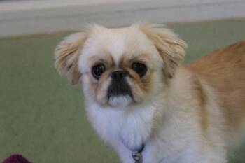 Pixie -  Pekingese Dog for Adoption in Kansas City, Missouri - Pixie | PetCurious