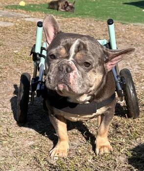 Rescue French Bulldog Dogs for Adoption in Grant-Valkaria, Florida - Meco | PetCurious