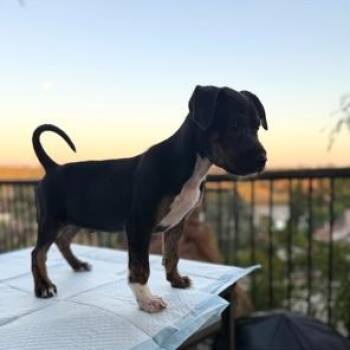 Australian Cattle Dog Blue Heeler Dogs Available for Adoption in Lodi, California - Rafael | PetCurious